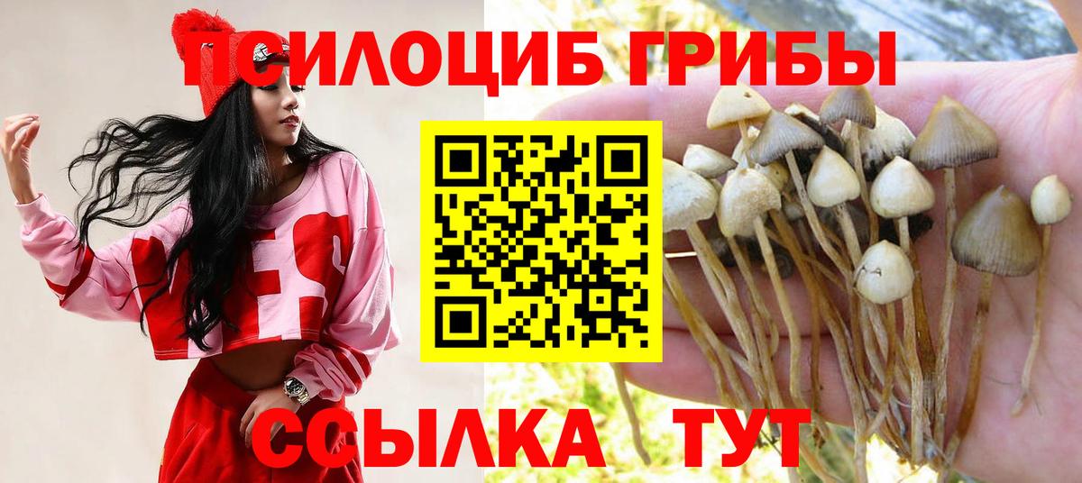 Псилоцибиновые грибы Psilocybe Чебоксары